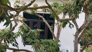 Chúc các bạn và gia đình ăn Tết vui vẻ, sang năm 2026 (Bính Ngọ) được mùa được giá!