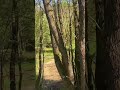 Цвіте черемха Авторська пісня 