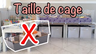 Grandeur idéale de cage pour les cochons d'inde