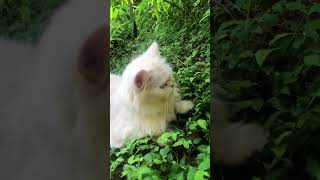 Persian cat ammu #cat #kerala