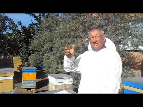 Болезни пчёл ,и как с ними бороться ?