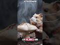 El fertilizante #humor #comedy #hamsters #hamster #terrordebolsillo #horror #terror