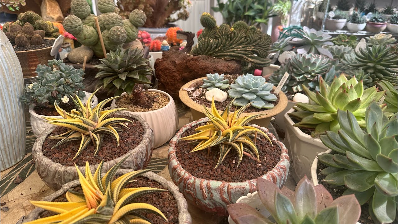 Vườn Sen Đá Và Hoa Lan Hôm Nay  ?