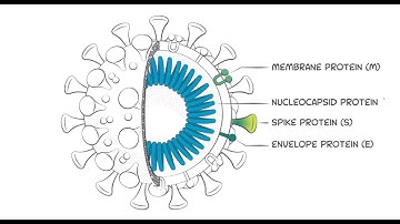 SARS-CoV-2 IgG antibodies and why the receptor-binding domain of the spike protein is so important