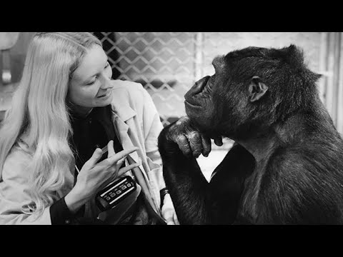 Video: Le Scimmie Possono Parlare Come Gli Umani? - Visualizzazione Alternativa