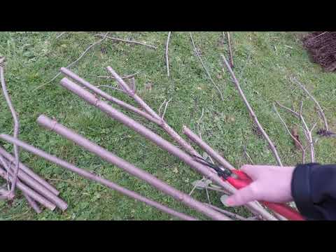 Elderberry Hardwood Cuttings