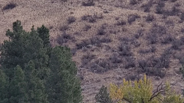 Washington Mule Deer buck 300 yards uphill