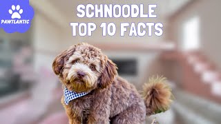Schnoodle: Top 10 Fascinating Facts about this Adorable Crossbreed