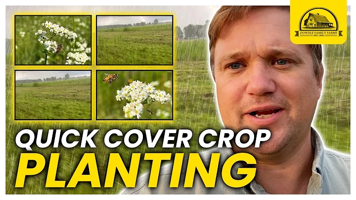 Quick Cover Crop Planting For Pigs and Wildlife