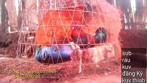 Suab poj qaib seev zoo heev 2019/2020