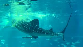 osaka aquarium kaiyukan || How do they feed whale sharks in an aquarium?