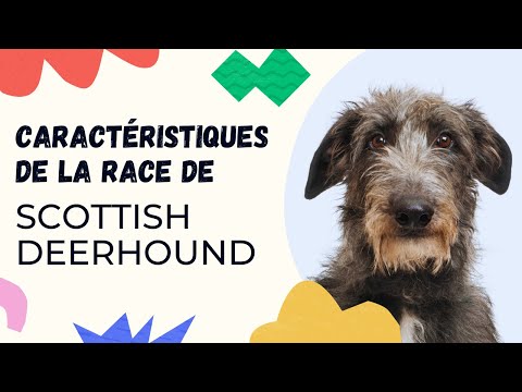 Vidéo: Race De Chien Scottish Deerhound Hypoallergénique, Santé Et Durée De Vie