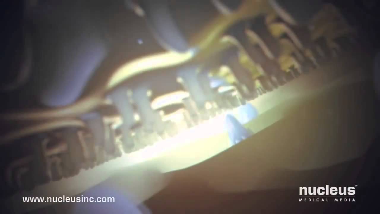 Оплодотворение 3D анимация