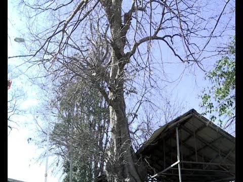 Video: Ağacın Təsnifatı - Yaxşı Taxta Necə Seçilir - Yuvarlaq Ağac, Taxta Taxta - Nə Aldığımızı Bilirik - 1