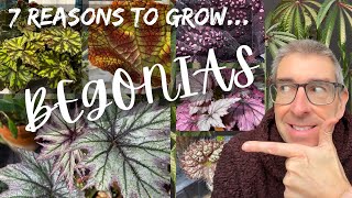 7 Magnificent Reasons to Grow  BEGONIAS in your HOME!