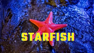 Starfish : Facts, Species, and Behavior