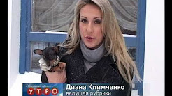 О русском той-терьере...