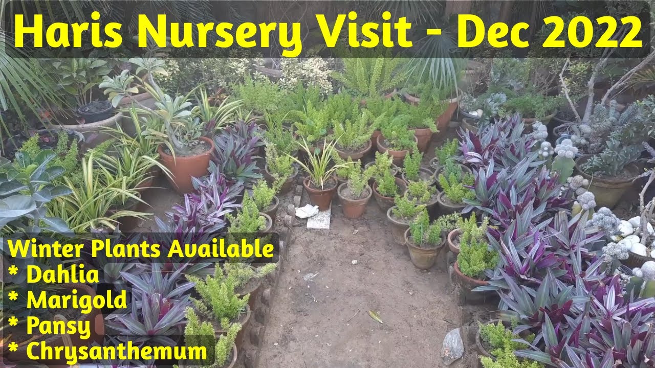 Haris Nursery Visit | Dahlia, Pansy, Marigold Plants Available #