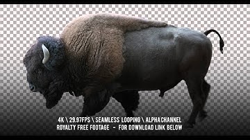 American Bison walking. Isolated and cyclical animation. Alpha channel.