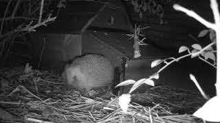 Hedgehog appearing from his home made Hedgehog house