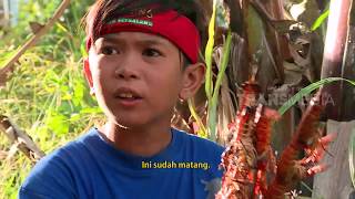 BOCAH PETUALANG | DAUN NILAU DAN LOBSTER DANAU KERINCI (30/01/18) 3-3