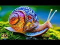 Beautiful Art of Snail Shells in a Dream | Surreal Music & Art