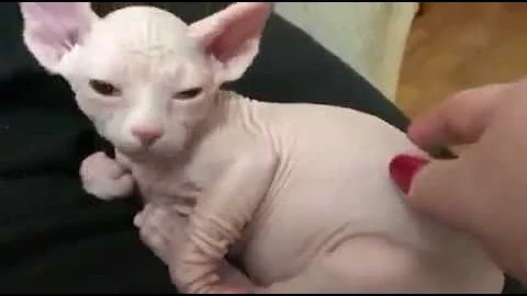 Video 10738671: canadian sphynx cattery, sweet sphynx, sleeping sphynx, sphynx baby