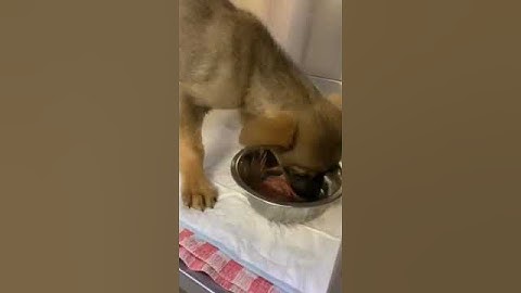 ⚡Операция помогла! Аппетит отменный, состояние стабильное. Луша будет жить🙏#щенок #приют #добро