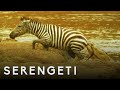 Shani the zebra vs crocodiles  serengeti story told by john boyega  bbc earth