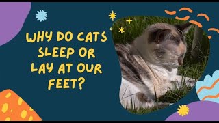 Why Do Cats Sleep At Our Feet? What Does It Mean?