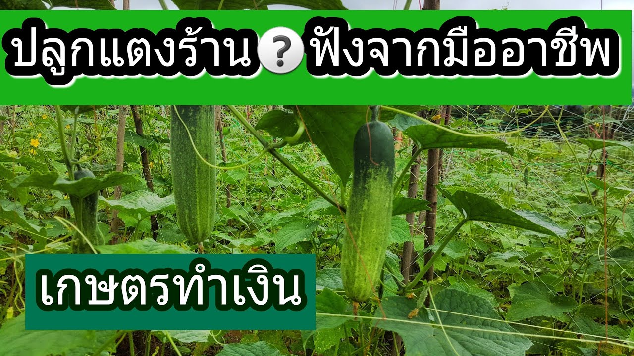 ยอด หนัง ทํา เงิน ยอด หนัง ทํา เงิน