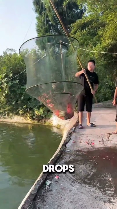 How turtles are caught - YouTube