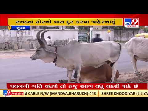 Now, cattle registration required n Surat |Gujarat |TV9News