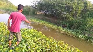 Fish hunting || Fishing for tilapia Fish hunting || Fishing for tilapia