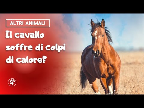 Video: Colpo Di Calore Nei Cavalli