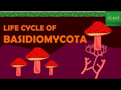 LIFE CYCLE OF BASIDIOMYCOTA