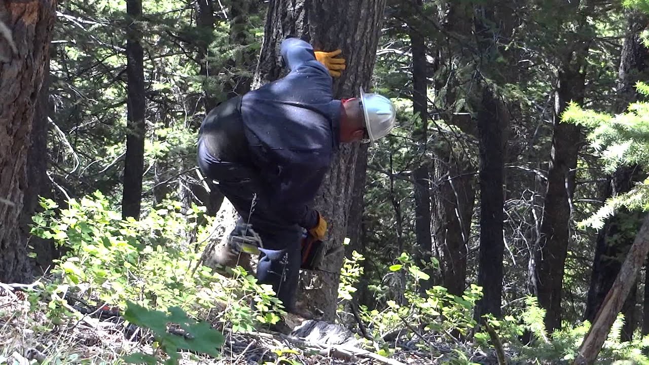 Cutting Doug Fir for firewood - YouTube