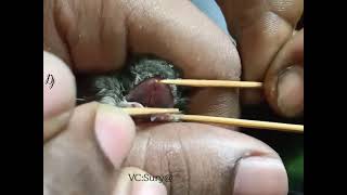 Feeding to baby Common swift bird