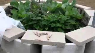 Gardening green beans  l  how to grow green beans indoors  l  when to harvest green beans