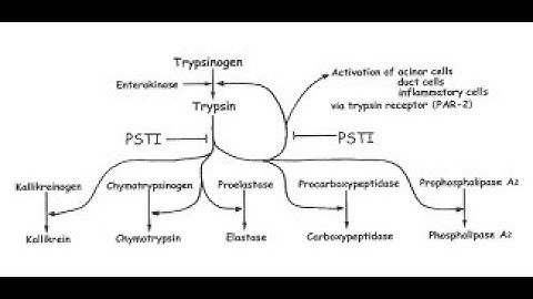 Trypsinogen and Trypsin; Definition, Secretion, Differences, Activation, Function