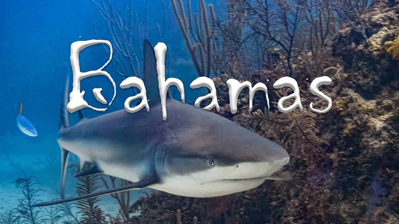 Petting Wild Sharks 45 Feet Underwater: A Bahamas Cinematic Travel Vacation – 4K