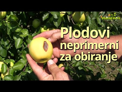 Video: Redčenje sadja na citrusovih drevesih - kako redčiti sadeže citrusov