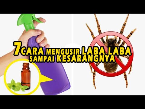 Video: Cara Mengatasi Hama Labah-labah