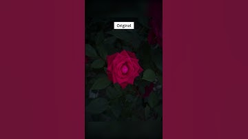 #photoedit #art #photography #inspiration #edit #tutorial #lightroomtutorial #lightroom #rose