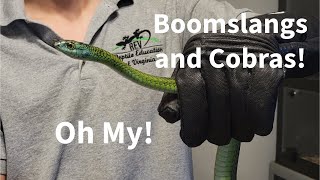 Boomslangs And Cobras, Oh My!