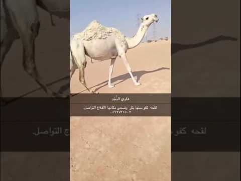 للبيع لقحه وضحا علومها عند راعيها جواله بالإعلان