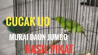 MURAI DAUN JUMBO ATAU CUCAK HIJAU HASIL PIKAT PREDIKSI JANTAN DAN CALON JAMTROK