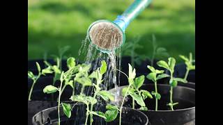 كيف تزرع في منزلك ؟ How to plant at home