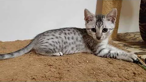 Video 5447141: silver egyptian mau kittens, kitten boy, white kitten, male kitten