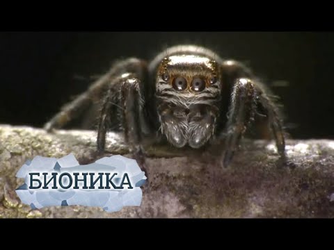 Видео: Что такое паутина жизни?